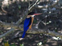 Black Capped Kingfisher