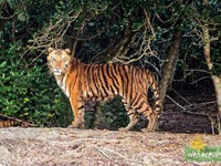 The Royal Bengal Tiger