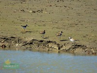 Canfish Plover, Leaser Sand Plover and Thick Sand Piper