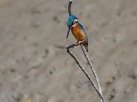 Common Kingfisher