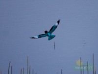 White Breasted Kingfisher