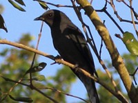 Black Winged Cuckoo