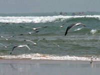 chilika lake, odisha