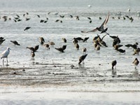 chilika lake, odisha