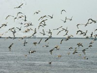 chilika lake, odisha