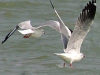 chilika lake, odisha