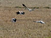 chilika lake, odisha