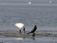 chilika lake, odisha