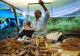 The Market of Bindu