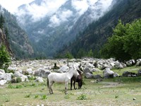 The beautiful meadow at Harshil