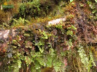 Varity mosses with different color.