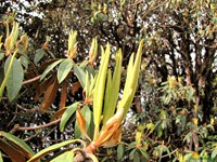 Rhododendron leaves