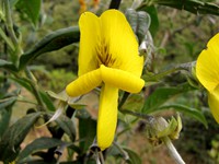 Flower in the versey forest