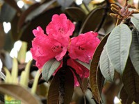 Rhododendron flower