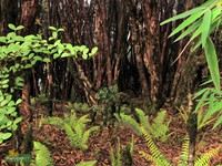 Rhododendron tree