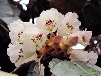 White Rhododendron