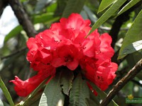 Red Rhododendron