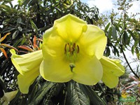 Another variety of Rhododendron