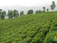 Temi Tea Garden