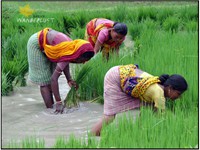 WORK AT PADDY FIELD