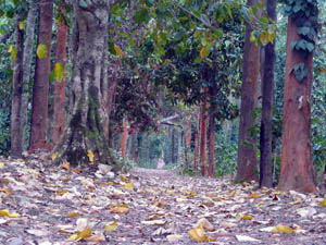 Daringbadi, Odisha